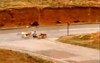 Ankara'da Başıboş Köpek Saldırısı: Vatandaş Yere Yatırılıp Isırıldı