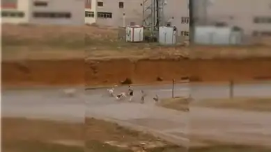 Ankara'da Başıboş Köpek Saldırısı: O Anlar Kamerada!