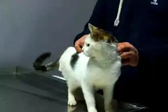 Ankara Esenboğa'da Mahsur Kalan Kedi Kurtarıldı