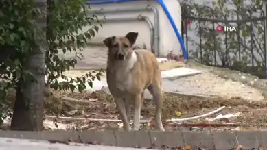 Sahipsiz Köpekler Çankaya'da Dehşet Yayıyor!