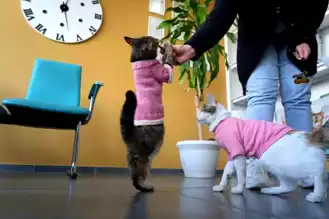 Üç Bacaklı Tripot: Ankara'nın Maskotu Kedi