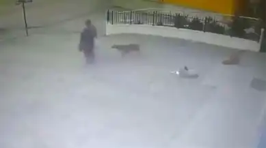 73 Yaşındaki Kadına Başıboş Köpek Saldırdı!