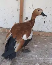 Sokakta Bulunan Nadir Kuş Kurtarıldı