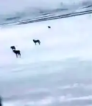 Yabani Hayvanlar Karayolunda Şaşkınlık Yarattı