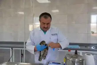 Kahramankazan'da Yaralı Atmaca Tedavide