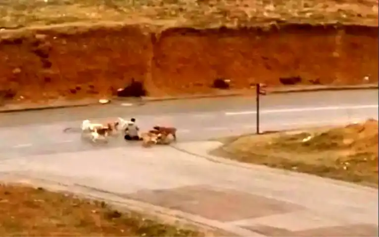Ankara'da Başıboş Köpek Saldırısı: Vatandaş Yere Yatırılıp Isırıldı