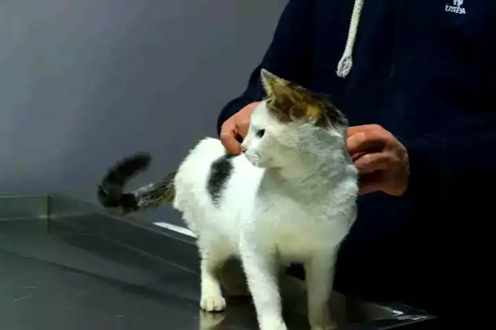 Ankara Esenboğa'da Mahsur Kalan Kedi Kurtarıldı