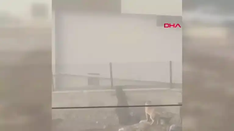 Hamile Kadın Başıboş Köpeklere Kurban Gitti!