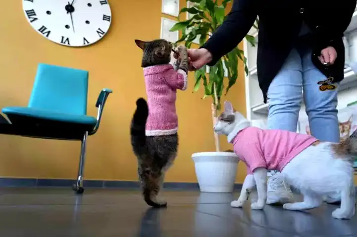 Üç Bacaklı Tripot: Ankara'nın Maskotu Kedi