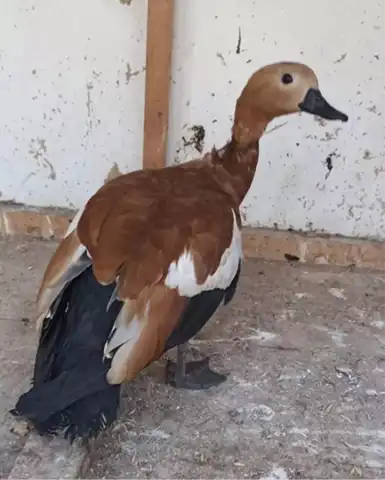 Sokakta Bulunan Nadir Kuş Kurtarıldı