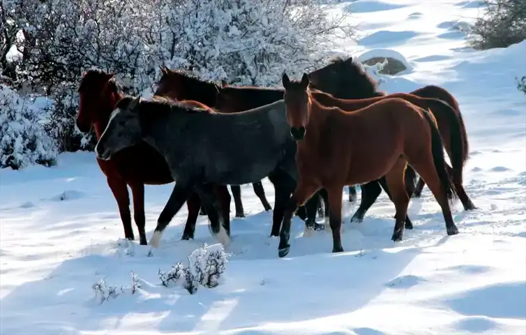 Beypazarı'nda Yılkı Atları Kışın Karlar İçinde